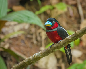 Black and Red Broadbill perching eye level on a tree branch with blurry background