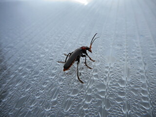 bug on the ground