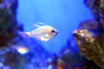 水中を泳ぐ半透明で美しいイトヒキテンジクダイ