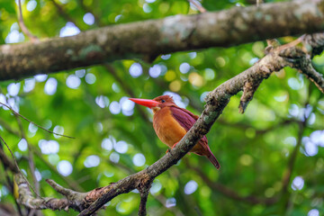 Ruddy Kingfisher perching on a tree branch with blurry background