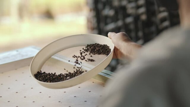 peneirando e plantando sementes de &aacute;rvore, pinheiro
