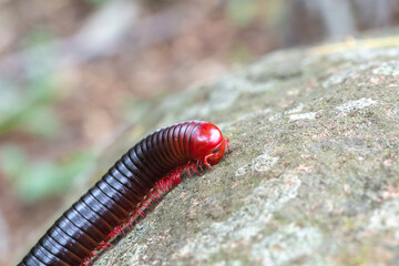 Millipede close to Dullstroom, Mpumalanga, South Africa