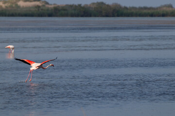 flamigos in a river in spain