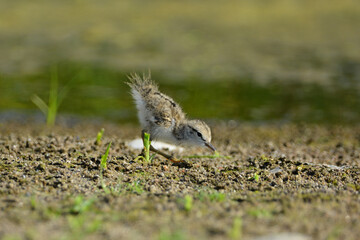 Baby fledgling Spotted Sandpiper bird