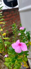 flowers in the garden