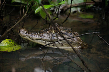 alligator in the swamp