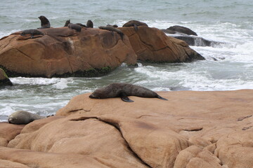 Fur seals basking on the rocks. Cabo Polonio environmental reserve.