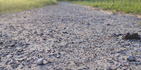 ants on the road