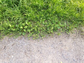 green grass