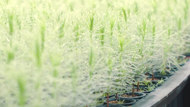 mudas de pinheiro, com got&iacute;culas de agua ao amanhecer