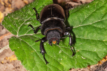 The European stag beetle (Lucanus cervus) is one of the best-known species of stag beetle (family Lucanidae) in Europe, and is the eponymous example of the genus. Lucanus cervus female