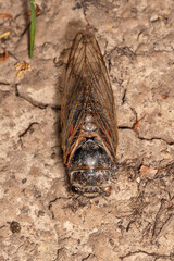 Insect Cicada (Cicadoidea). Old decayed preparated insect.