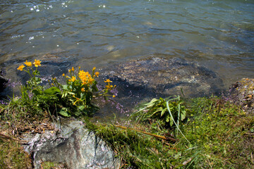 Gelbe Blumen am Ufer des Silvaplanasees in der Schweiz 27.5.2020