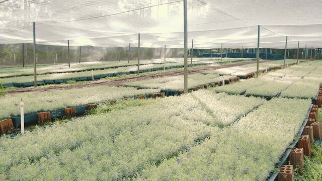 mudas de pinheiro, arvore, com got&iacute;culas de agua ao amanhecer em plantio