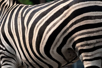 Fototapeta na wymiar Stripes on the zebra's body zebra's body