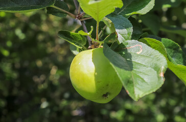 Green apples on a branch ready to be harvested with a selective focus and soft bokeh