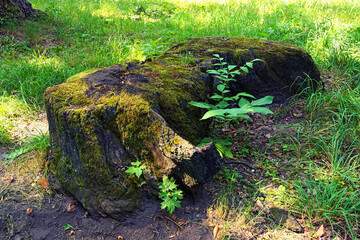 Obraz premium Wide angle view of old tree stump covered with moss. Old rotten tree stump. Almost declined tree stump moss wrapped. Blurred green grass in the background. Summer sunny day