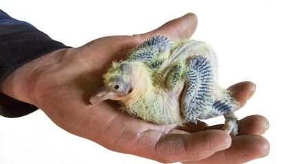 Fototapeta premium Villager man holding a little squab, pigeon chick with yellow plumage in his hand