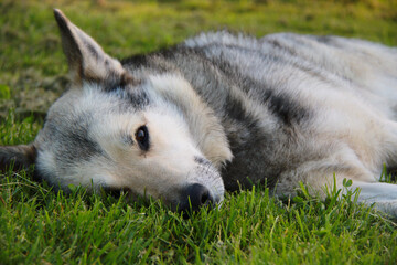 young dog sleep in the green grass