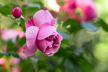 Obraz premium Pink roses in the park on a green background