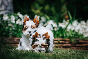 Fototapeta premium Biewer terrier puppy in beautiful green background. 