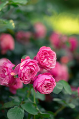 Pink roses in the park on a green background