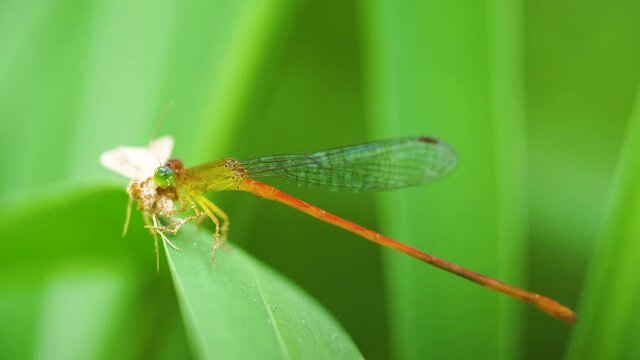 Close up of a dragonfly on the leaf ,Beautiful nature scene Cost-up or Macro picture of dragonfly,dragonfly eating small butterfly