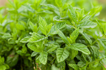 Fresh green organic basil growing on the garden bed. Close up