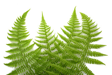 Ferns