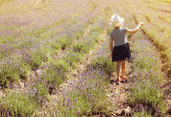 4 year old girl child walking in blooming lavender flower field on sunny summer day.