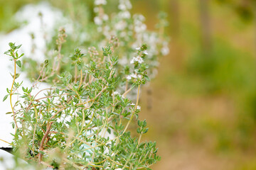 Aromatic fresh thyme growing on the garden bed. Close up