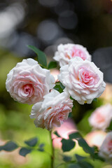 White rosWhite roses grow in the parkes grow in the park