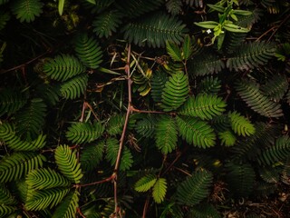 green fern leaves