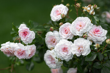White roses grow in the park