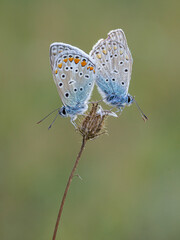 Fototapeta na wymiar pareja de mariposas , una joven de colores vivos y una vieja colores apagados y alas rotas