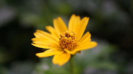 yellow flower macro