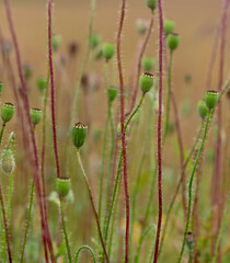 Wild poppies after flowering  (poppyhead)