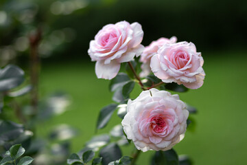 White roses grow in the park