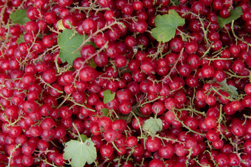 red currant close up