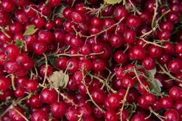 red currant closeup