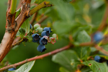 Riping blueberry on the bush. Close up, green background
