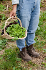 Young farmer girl wearing linen shirt, old jeans and rough boots is holding a basket with freshly picked green salad from her garden. Close up, green background