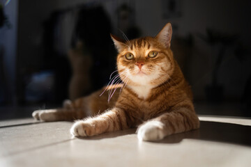 A very cute animal. Positive ginger cat basking in the sun on the concrete floor. Home pet for comfort in the house.