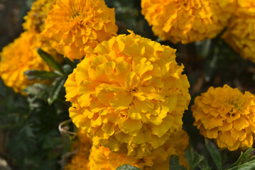 Große orange/gelb blühende Blume