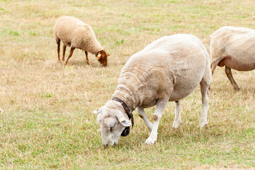 Obraz na płótnie Canvas Domestic animals on the little farm eating the grass. Sheep, lambs. Green background, close up.