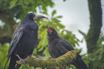 Crows
