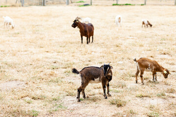Domestic animals on the little farm eating the grass. Brown goats. Green background