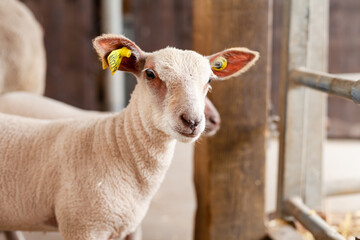 Obraz premium Domestic animals on the little farm eating the grass. Sheep, lambs. Green background, close up.