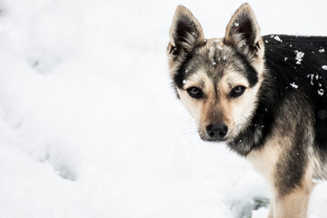 portrait of a small dog similar to a pincher, with straight ears and deep gaze on the snow