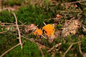 Pilz im Wald